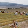 129 cueilleuses de lentilles au camp de batna 1 jpg 1